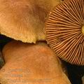 Cortinarius_lignicola_am0608