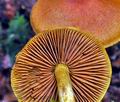 Cortinarius_lignicola_jf9589