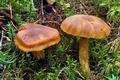 Cortinarius_limonius_ce4716