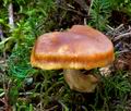 Cortinarius_limonius_ce4745s