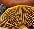 Cortinarius_limonius_ce4758