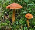 Cortinarius_limonius_ce4791