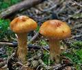 Cortinarius_limonius_ce7601s