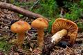 Cortinarius_limonius_ce7615s