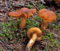 Cortinarius_limonius_ce7643s