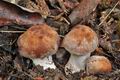 Cortinarius_lucorum_cz8269