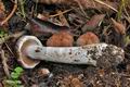 Cortinarius_lucorum_cz8271