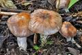 Cortinarius_lucorum_cz8276