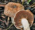 Cortinarius_lucorum_cz8280