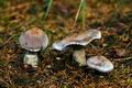 Cortinarius_malachius_jf8970