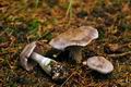 Cortinarius_malachius_jf8972