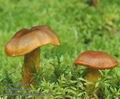 Cortinarius_malicorius_ac7779