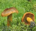 Cortinarius_malicorius_ac7782