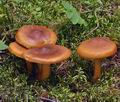 Cortinarius_malicorius_bp2199