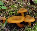 Cortinarius_malicorius_bp2212