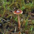 Cortinarius_miniatopus_bo9868