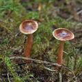 Cortinarius_miniatopus_bo9871