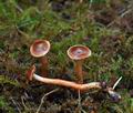 Cortinarius_miniatopus_bo9881