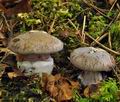 Cortinarius_moenne-loccozii_bv3452