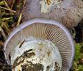 Cortinarius_moenne-loccozii_bv3466