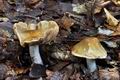 Cortinarius_mucifloides_bv0497