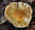 Cortinarius_mucifloides_bv0501