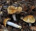 Cortinarius_mucifloides_bv0505