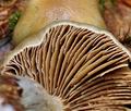 Cortinarius_mucifluus_bo7709