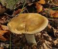 Cortinarius_mucifluus_bp2290