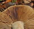 Cortinarius_mucifluus_bp2292