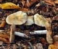 Cortinarius_mucifluus_bp2541