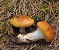 Cortinarius_mucosus_bi3200