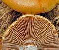 Cortinarius_mucosus_bi3209