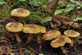 Cortinarius_nanceiensis_bv6397