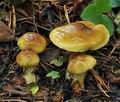 Cortinarius_nanceiensis_bv6399