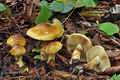 Cortinarius_nanceiensis_bv6406