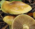 Cortinarius_nanceiensis_bv6411