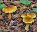 Cortinarius_nanceiensis_bv6414