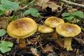 Cortinarius_nanceiensis_bv6424