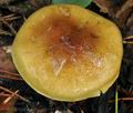 Cortinarius_nanceiensis_bv6433