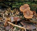 Cortinarius_obtusus_bv1384