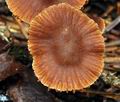 Cortinarius_obtusus_bv1387