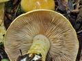 Cortinarius_olidus_bv2757