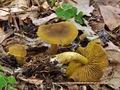 Cortinarius_olivaceofuscus_bo9425