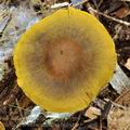 Cortinarius_olivaceofuscus_bo9428