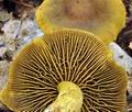 Cortinarius_olivaceofuscus_bo9435