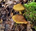 Cortinarius_olivaceofuscus_bv3020