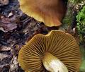 Cortinarius_olivaceofuscus_bv3022