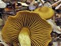 Cortinarius_olivaceofuscus_bv3025