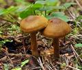 Cortinarius_olivaceofuscus_bv3373